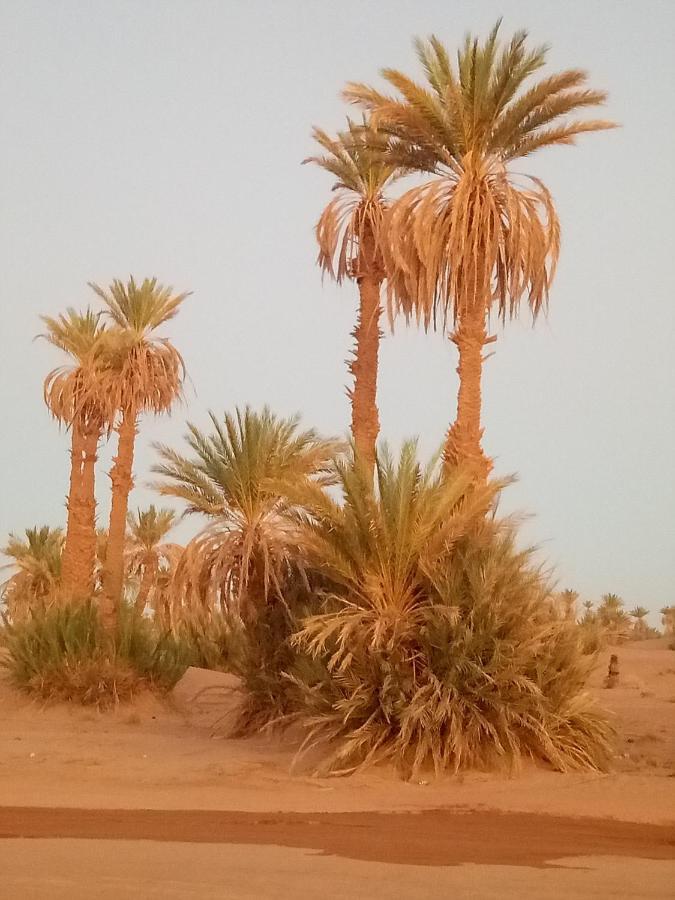 ホテル Sahara Peace Camp ザゴラ エクステリア 写真