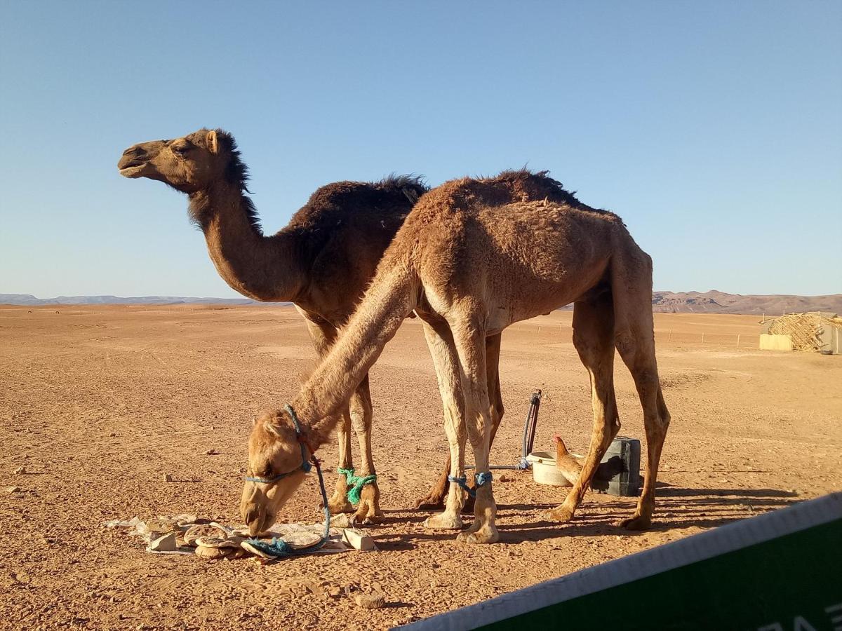 ホテル Sahara Peace Camp ザゴラ エクステリア 写真
