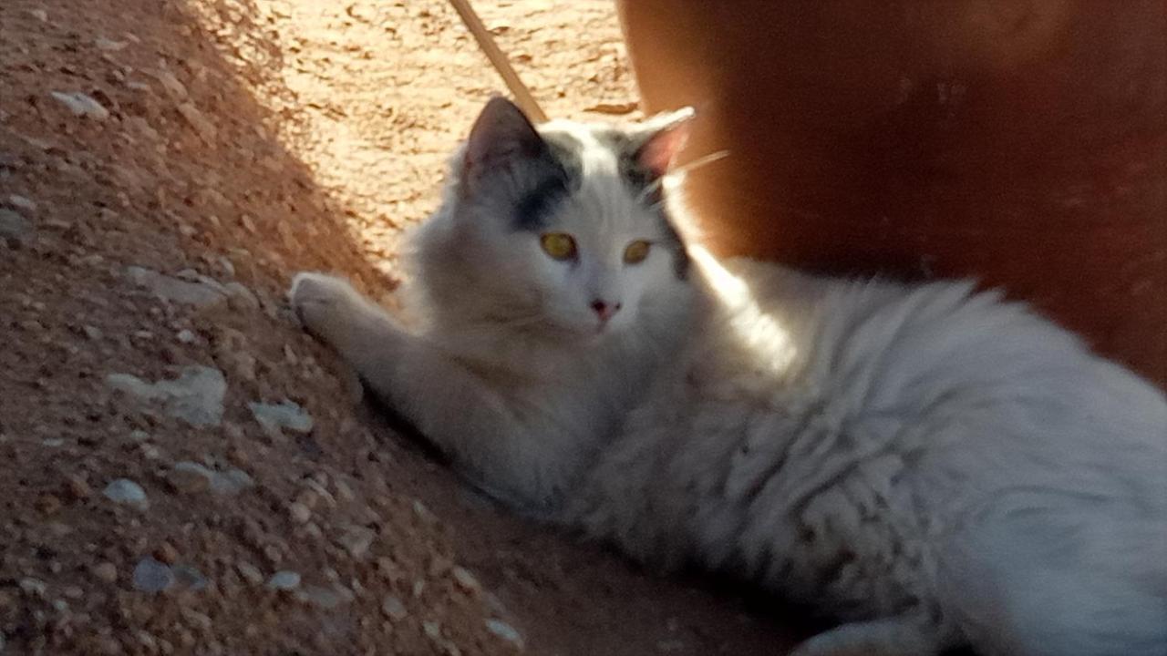 ホテル Sahara Peace Camp ザゴラ エクステリア 写真