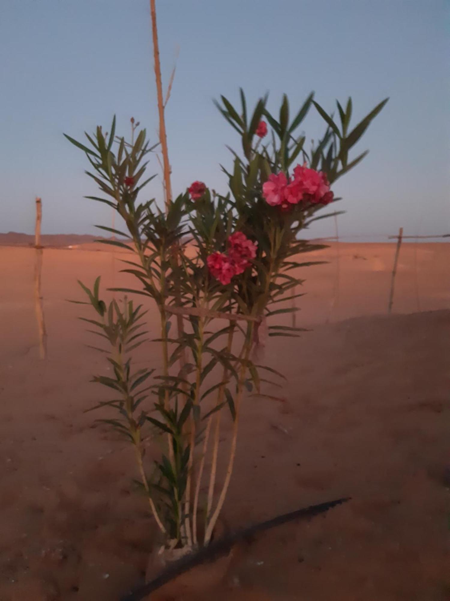 ホテル Sahara Peace Camp ザゴラ エクステリア 写真